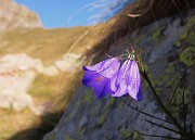 09 Fiore di Campanula in ottime condizioni ad ottobre inoltrato